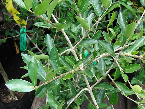 Barbados cherry: Malpighia emarginata (leaves and stems). Location: Maui, Kula Ace Hardware and Nursery