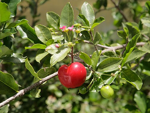 Wild crapemyrtle: Close-up of the blossom and fruit of a Brazilian acerola (Malpighia glabra) .