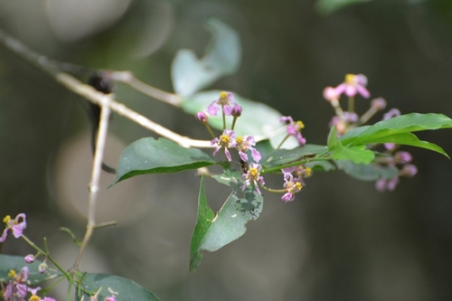 Wild crapemyrtle (Malpighia glabra)