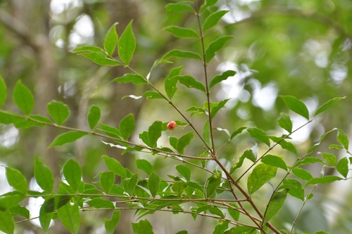 Wild crapemyrtle (Malpighia glabra)