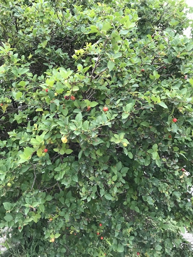 Wild crapemyrtle (Malpighia glabra)