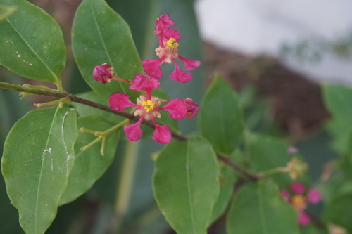 Wild crapemyrtle (Malpighia glabra)