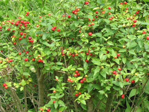 Wild crapemyrtle (Malpighia glabra)