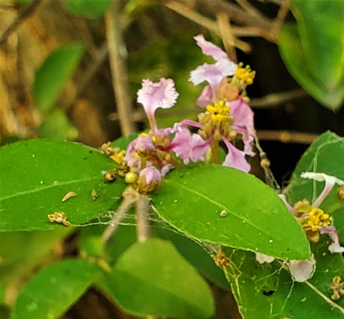 Wild crapemyrtle (Malpighia glabra)