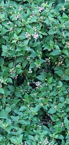 Wild crapemyrtle