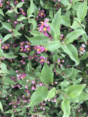 Wild crapemyrtle (Malpighia glabra)