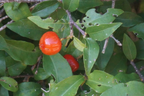 Wild crapemyrtle (Malpighia glabra)