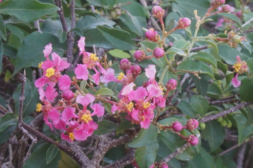 Wild crapemyrtle (Malpighia glabra)