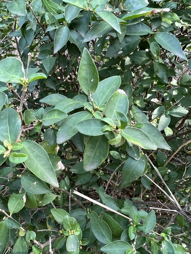 Wild crapemyrtle (Malpighia glabra)