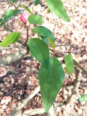Southern crab apple (Malus angustifolia)