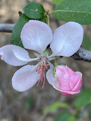 Southern crab apple (Malus angustifolia)