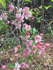 Southern crab apple (Malus angustifolia)