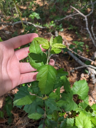 Southern crab apple (Malus angustifolia)