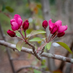 Southern crab apple (Malus angustifolia)