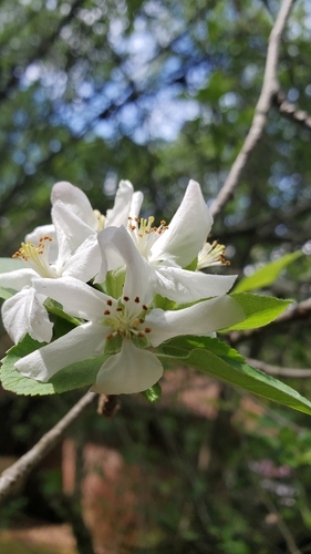 Southern crab apple (Malus angustifolia)