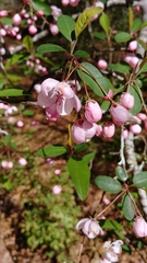 Southern crab apple (Malus angustifolia)
