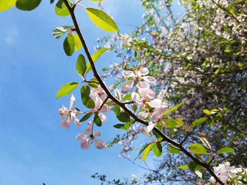 Southern crab apple (Malus angustifolia)
