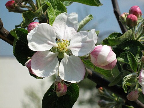 Malus asiatica: Jabłoń Matsumury ( Malus asiatica Nakai) z mojego ogrodu