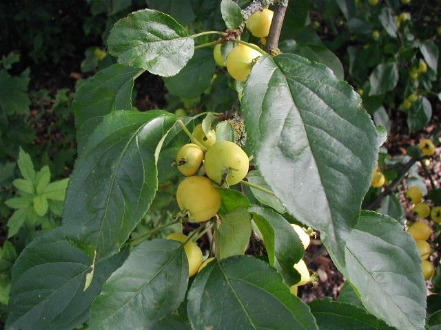 Siberian crab apple: Malus baccata