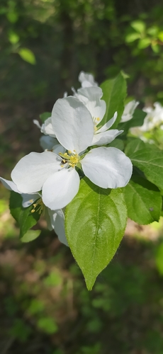 Siberian crab apple (Malus baccata)