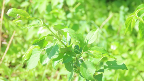 Siberian crab apple (Malus baccata)