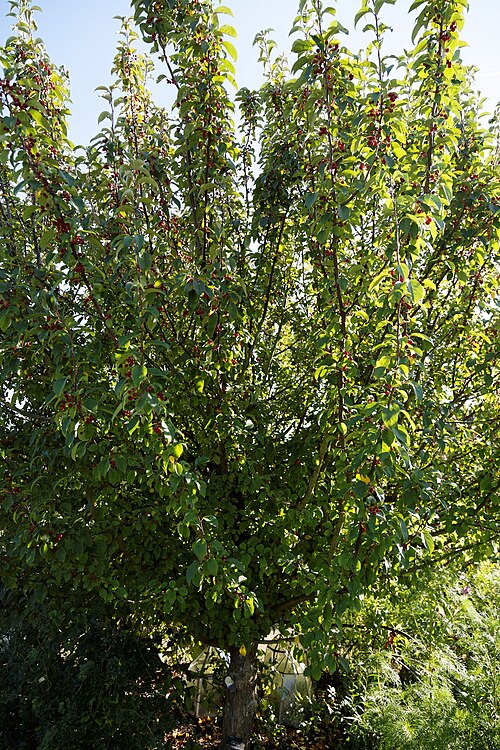 Siberian crab apple: Malus baccata , otherwise Siberian crabapple, Siberian crab, Manchurian crab apple or Chinese crab apple, at Capel Manor College and Gardens , Bulls Cross , Enf