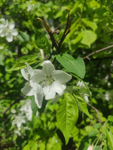 Siberian crab apple (Malus baccata)