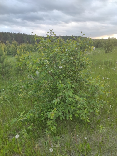 Siberian crab apple (Malus baccata)