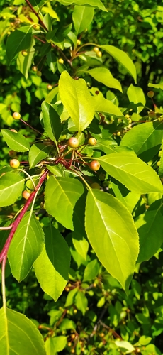 Siberian crab apple (Malus baccata)