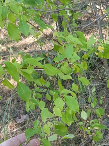 Siberian crab apple (Malus baccata)