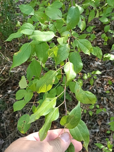Siberian crab apple (Malus baccata)