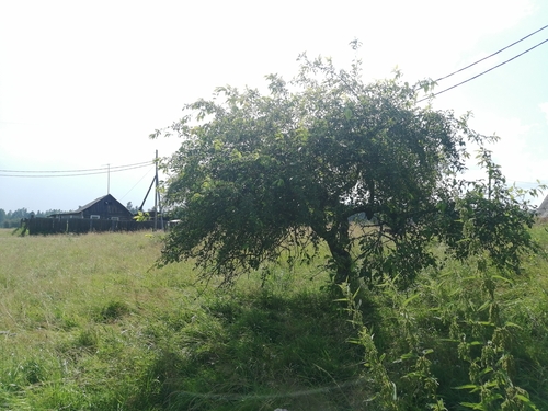 Siberian crab apple (Malus baccata)