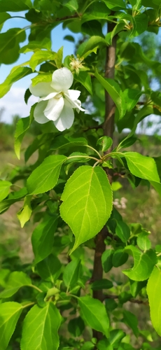 Siberian crab apple (Malus baccata)