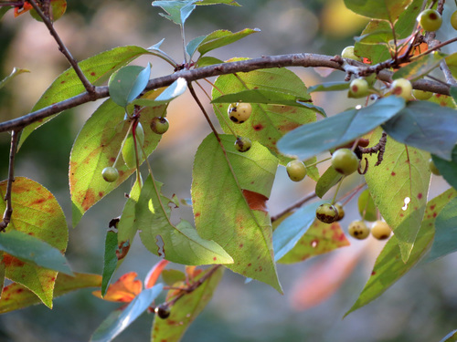 Siberian crab apple (Malus baccata)
