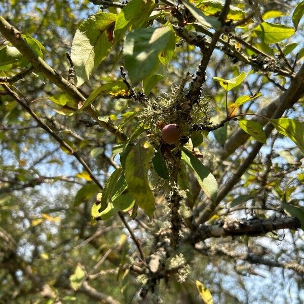 Chinese crab apple (Malus hupehensis)