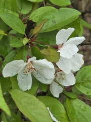 Chinese crab apple (Malus hupehensis)