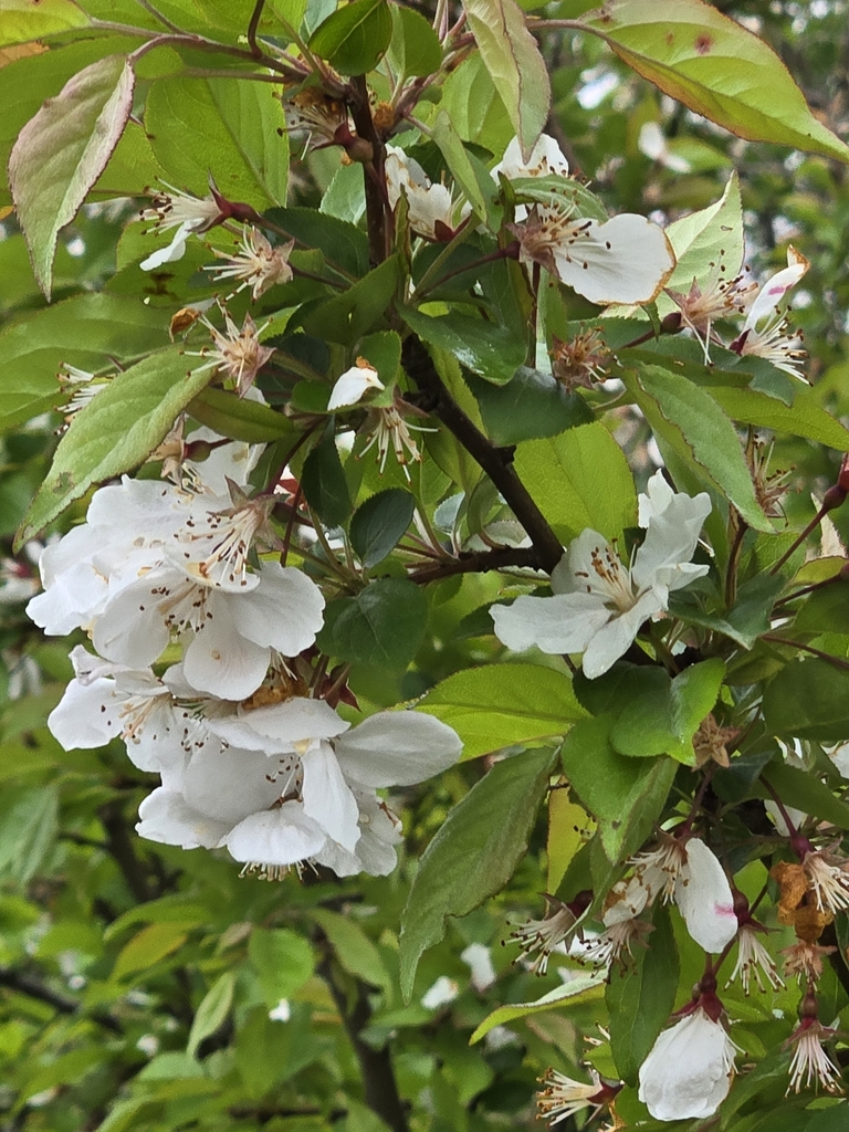 Chinese crab apple (Malus hupehensis)