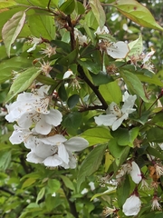 Chinese crab apple (Malus hupehensis)