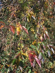 Chinese crab apple (Malus hupehensis)