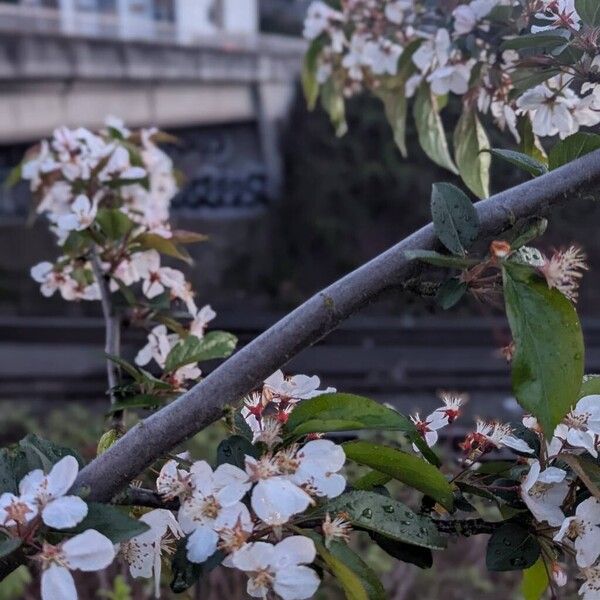 Chinese crab apple (Malus hupehensis)