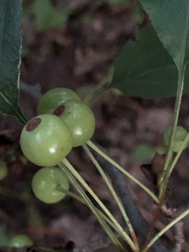 Chinese crab apple (Malus hupehensis)