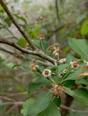 Chinese crab apple (Malus hupehensis)