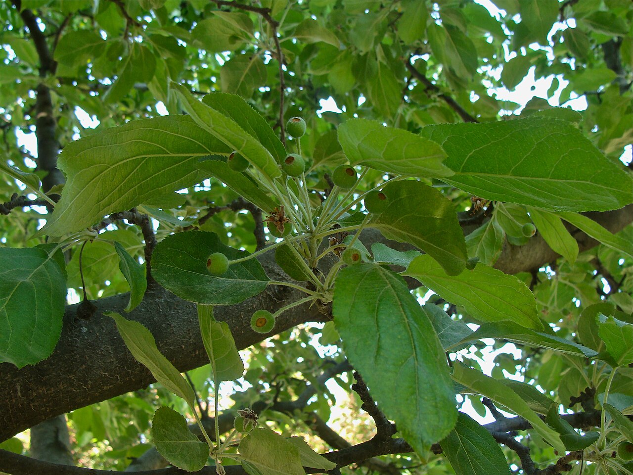 Chinese crab apple: Malus hupehensis (Pampanini) Rehder, Jardin des Plantes, Paris, France
