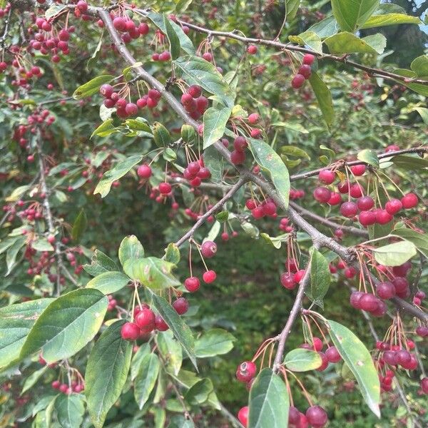 Chinese crab apple (Malus hupehensis)