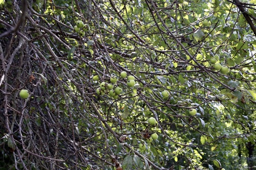 Malus sieversii (Malus sieversii)