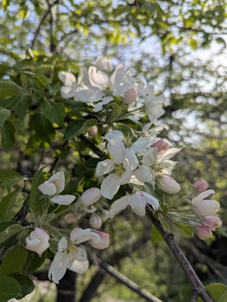 Malus sieversii (Malus sieversii)