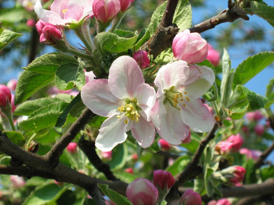 Malus sieversii: Jabłoń Sieversa ( Malus sieversii (Ledeb.) Roem.) z mojego ogrodu