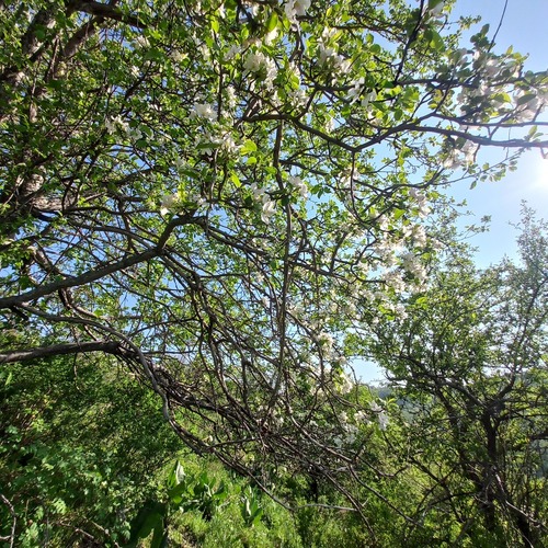 Malus sieversii (Malus sieversii)