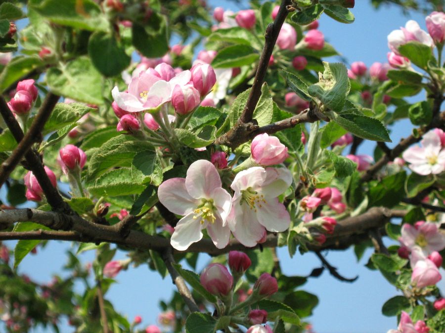 Malus sieversii: Jabłoń Sieversa ( Malus sieversii (Ledeb.) Roem.) z mojego ogrodu