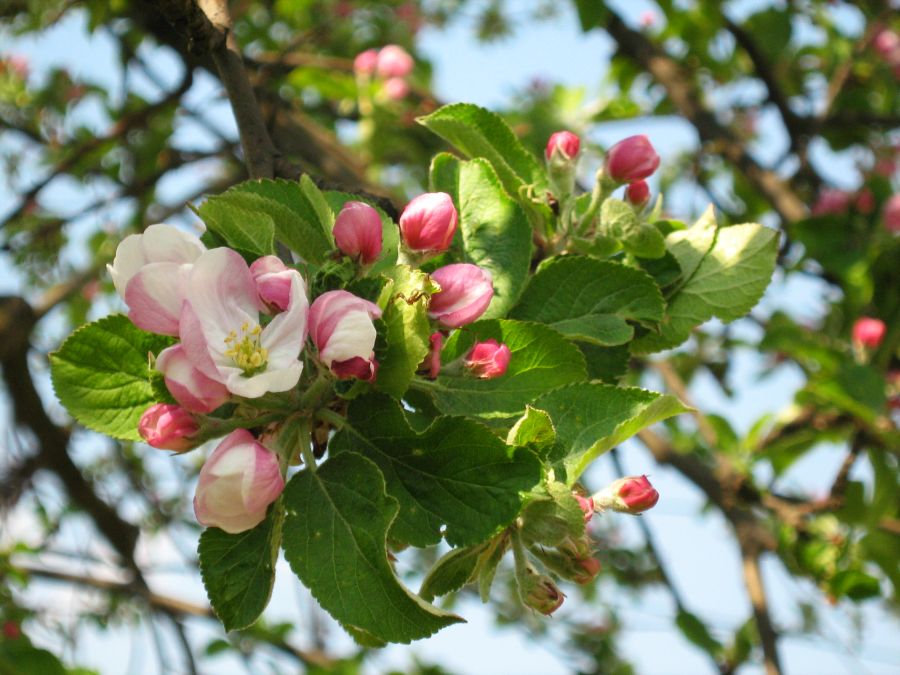 Malus sieversii: Jabłoń Sieversa ( Malus sieversii (Ledeb.) Roem.) z mojego ogrodu